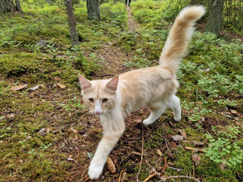 Blixa på skogspromenad